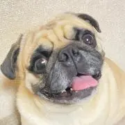 KUUの画像