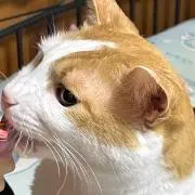 アヤの画像