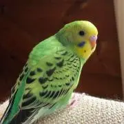 ぽん