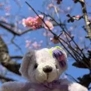 Sakuraの画像