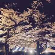 パピオン