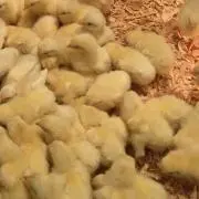 かつりおの画像