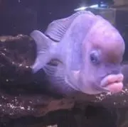みその画像