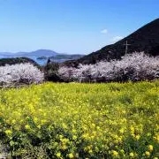 ポッポの画像