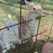 てぃぁ♡kitty