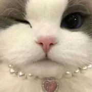 ににの画像