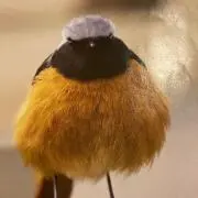 cocoの画像