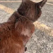 ぴのの画像