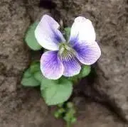 CHICOの画像