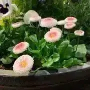 りんごの画像