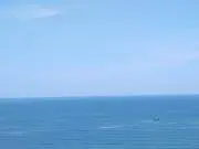 ぼたんの画像