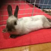 じゅんじゅん11の画像
