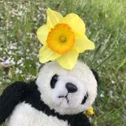 ぱんたの画像