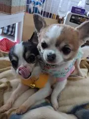 チワワのママちゃん