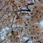 さくらの画像