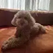 マル