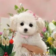 ゆみりん