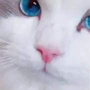 プロフ必読の画像