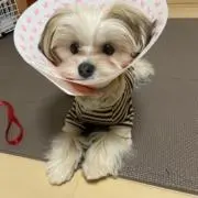 ぶーの画像