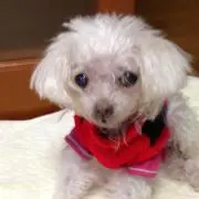 まゆげの画像