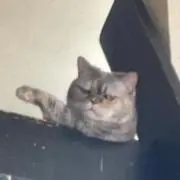 かえるちゃん