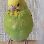 ソウの画像