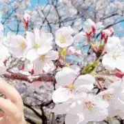 S♡Cの画像