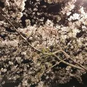 ゆにさんの画像