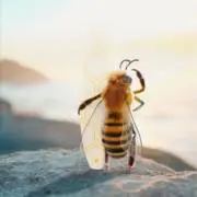 FWの画像