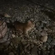 めだか林業