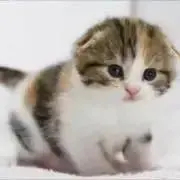 みかん☆の画像