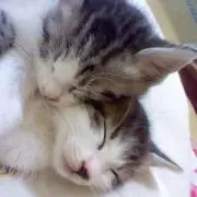 ばる