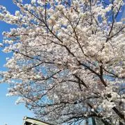 りんこ