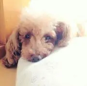mokoの画像
