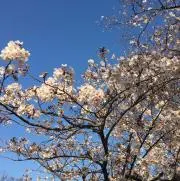 かがやきの画像