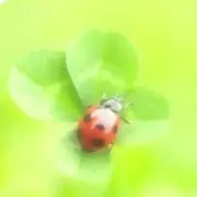 Pitの画像