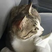てげてげの画像