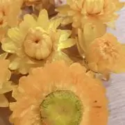 Flower Shop Ｃ　私と娘の画像