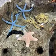 りんご