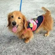 だいの画像