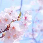 masの画像
