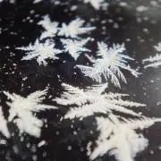 ゴンベの画像