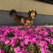 Maya