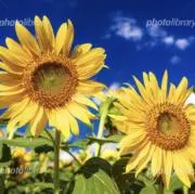 Moの画像