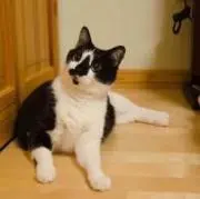よろずの画像