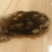 ココモモの画像
