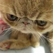みーみゃあ
