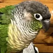 ちび　(プロフ確認必須)の画像