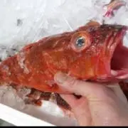 交渉人の画像