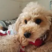 mocacheの画像
